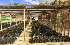 In feite begon de opleiding van ambachtelijk chocolatier pieter vaas in de keuken van zijn grootmoeder, waar. Transforming The Philippines One Cacao Plant At A Time Assembly Malala Fund