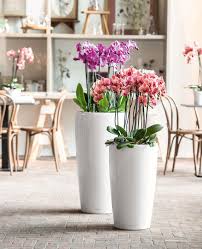 Tips And Tricks For Orchid Care A lechuza can appear at any time and any place, but these feathery spirits seem particularly prone to spread their wings and terrorize those who have consumed alcohol. tips and tricks for orchid care