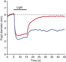 Pupillary Reflex An Overview Sciencedirect Topics