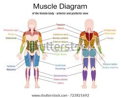 Muscles chart description muscular body man stock vector. Shutterstock Puzzlepix
