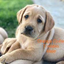 Maybe you would like to learn more about one of these? Akc Labrador Puppies For Sale Posts Facebook