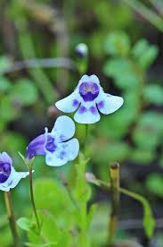 Image result for Lindernia