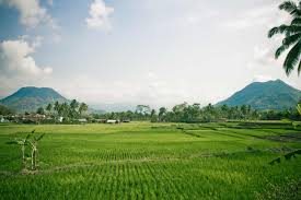 Sawah adalah tanah yang digarap kemudian diairi untuk tujuan menanam padi, dalam hal ini sawah harus bisa menyangga genangan air dikarenakan padi membutuhkan penggenangan pada periode tertentu dalam pertumbuhannya. Nyasar Nyasaran Di Gagarutan Fotografi Desa Pemandangan Kota Wisata Asia