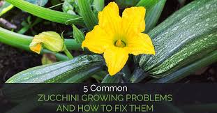 You can slice the zucchini into rounds, cut into half moons or chop into bitesize pieces. 5 Common Zucchini Growing Problems And How To Fix Them