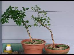 Image result for Maclura africana