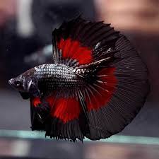 Betta Fish Betta Fish Ideas Bettafish Fishbetta Live Betta Fish Silver Red Black Banding Halfmoon Hm Male 644 40 0 Betta Fish Betta Betta Fish Tank