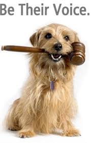Be Their Voice Take Action Help Pass A National Animal Cruelty Law Urge Your Representative To Co Sponsor The Pact Act Animals Fight Animal Cruelty Dogs