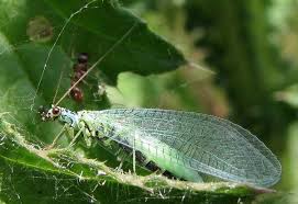 We did not find results for: 5 Good Bugs For Your Garden