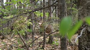 Learning How to Track Big Woods Bucks at the Benoit Tracking School