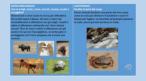 Strategie di difesa degli animali scuola primaria. Gli Animali Si Difendono Youtube