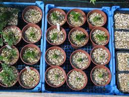Let us know right away and we'll make it right. Plant Propagation Wikipedia