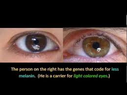 Join huggies now to receive week by week pregnancy newsletters.learn more. Genetics And Eye Color Youtube