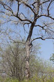 Image result for Xeroderris stuhlmannii