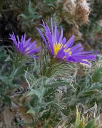 Image result for Heisteria zimmereri