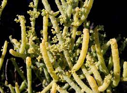 Image result for Thesium chimanimaniense