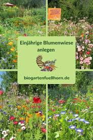 Eine Einjahrige Blumenwiese Entsteht Biogarten Fullhorn Blumen Wiese Blumenwiese Blumenwiese Anlegen