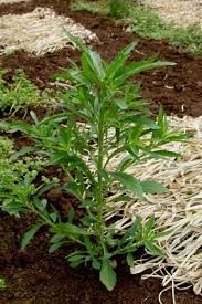 Image result for Eschenbachia stricta