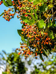 Image result for Apodytes