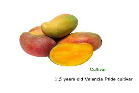 Image result for Mangifera