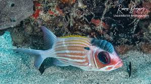 Προφίλ για: ScubaBuceoPR