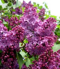 Maybe you would like to learn more about one of these? 23 Flowering Trees For Pennsylvania Gardens By Color Progardentips