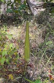 Image result for Asclepias grandirandii