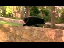 See more ideas about napoleon complex, dogs, napoleon. Napoleon Australian Version Ah Not A Mouse A Dog Dog Must Die Crazy Cat Scene Youtube