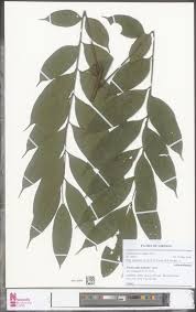 Image result for Trichoscypha lucens