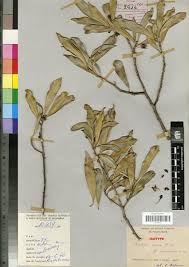 Image result for Octolepis