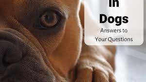 Canine Epilepsy Expert Answers To Your Frequently Asked Questions Pethelpful