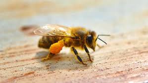 Les Abeilles Sauvages Sont Bien Presentes Dans Les Villes Abeilles Sauvages Abeille Regne Animal