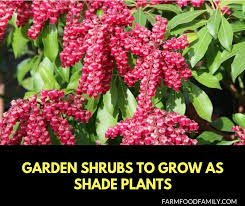 Flowering shrubs for shaded areas. 21 Garden Shrubs To Grow As Shade Plants
