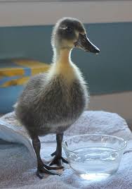 The blue swedish is very similar to the pekin duck in size with a slightly more upright stance. What Kind Of A Duckling Is This Backyard Chickens Learn How To Raise Chickens