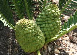 Image result for Encephalartos chimanimaniensis