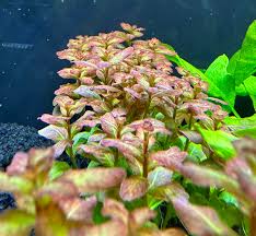 Image result for Ludwigia senegalensis