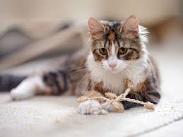 Image result for adorable cat