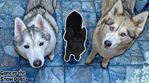 Look at, look at, see the fluffies? Husky Puppy Meets Big Sisters Memphis And Shelby Youtube