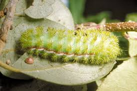 It is a fungal infection, which infects the warm and moist areas of the 20 effective home remedies for jock itch. Stinging Caterpillar Season Starts Agrilife Today