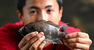 괴물 물고기' 탓에 4000억원 손실”…'물고기와의 전쟁'에 포상금 걸려[핫이슈]