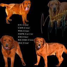 Our chocolate labrador puppies for sale in michigan have fabulous personalities, are trainable and very loyal. Fox Red Lab Puppies 1 Amazing Red Labs Red Labs In Wisconsin