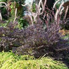 The darkest cimicifuga to date, 'hillside black beauty' is truly a collector's item. Actaea Black Negligee Terra Nova Nurseries Inc