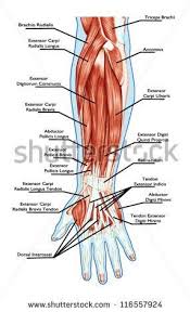 The peroneal muscles (peroneus longus and peroneus brevis), on the outside edge of the ankle and foot. Anatomy Of Muscular System A A A Hand Forearm Palm Muscle Tendons Ligaments A A A Educational Biological Bo Medical Anatomy Hand Therapy Anatomy Muscles