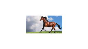 Maybe you would like to learn more about one of these? La Vacunacion Y Los Caballos Mersivet
