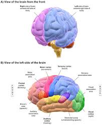 Recovery After A Stroke Five Tips For Rehabilitation