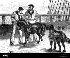 Serapis: Pony and Thibet Dog ...