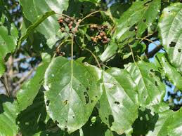 Image result for Hovenia dulcis