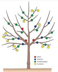 Und jeder gartenliebhaber hat da so seine eigene philosophie. Obstbaume Schneiden In Drei Schritten So Klappt Der Verjungungsschnitt Garten Bepflanzen Obstbaumschnitt Garten