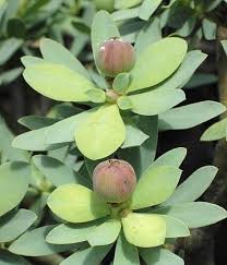 Image result for Euphorbia lissosperma