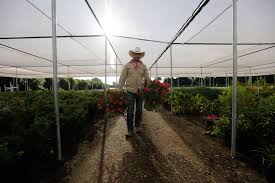 Get ready dallas, you've never seen a nursery like this before! Southwest Nursery Wholesale Landscaping Supplies Dallas Fort Worth