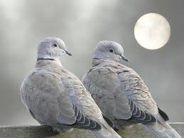 Flickriver Marjohphoto S Most Interesting Photos Beautiful Birds Pet Birds Hope Is The Thing With Feathers